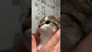cute cat baby cat funny cat aww cute #shorts #cat #cute #baby #kitten #лайфхаки лайфхаки
