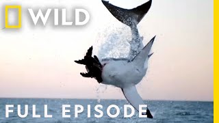 Sharks vs. The World (Full Episode) | Nat Geo Wild