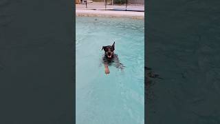 #cutedog #doberman #happydog #dobermanpinscher #adorable #trending #viral #viraldog