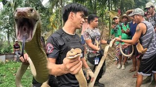 MABANGIS NA KING COBRA SA RESORT