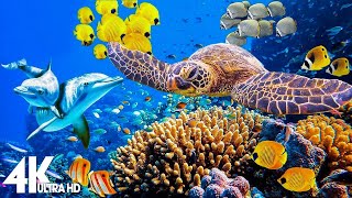 3 HOURS of 4K Underwater Wonders 🌊 Relaxing Ocean Music with Coral Reefs & Colorful Sea Life in UHD