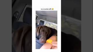 dogs being idiots part 402 #cutegolden #funny #funnypets #pets #petvideos #lovegoldens #funnyanimal