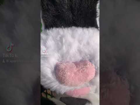Check out this fursuit transformation! #fursuit #fursuitmaking #furry