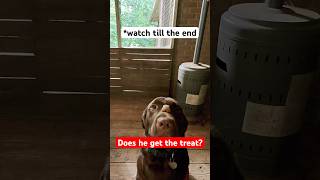 The Cutest Dog Treat Fails Ever