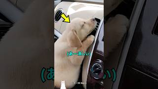 Why are puppies so obsessed with this?