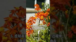 深入聆听心跳：连接高我的灵性之旅