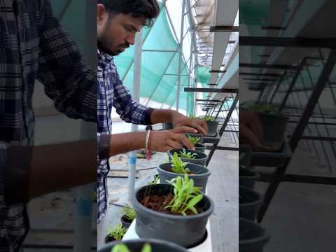 Sapling transplantation #hydroponics #transplantation #saplings #trendingshorts #trending #trend