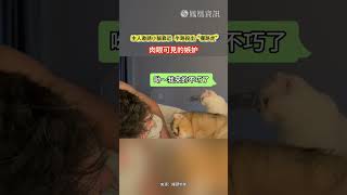 主人邀請小貓靠近，半路殺出“攔路虎”。#萌寵 #貓咪