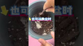 巨划算2斤4两一袋的骨粉才9.9元爱生活爱养花 我的花花草草🌸🌸 花卉绿植 园艺生活 阳台花园