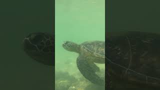 Something is chomping away beneath the surface