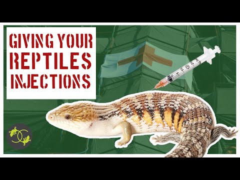 How to Give Your Reptiles Injections - Cookies Critters