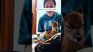 I tried to save a baby deer ans to my surprise.❤️🦌#animalrescue#deer #animals#wildliferescue #shorts