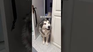 狗子还是信任我的～#pets#animals#dog#cute