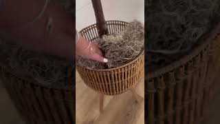 Spruce Up Indoor Plants with This Easy Lighting Hack #homedecor #diydecor #plantdecor #hip2save