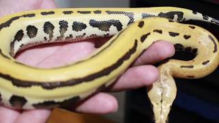 Blood python collection part 1. This seasons hatchlings!