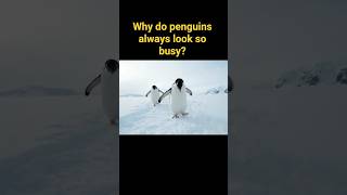 Why do penguins always look so busy? 🐧#penguin #animals #short