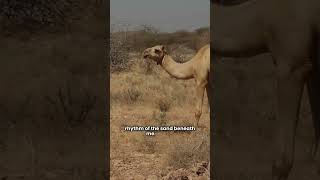 Camels
