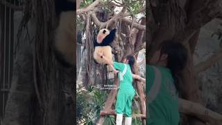 細佬大名：得得De De ，不過爬樹仲係好唔「得」😂#大熊貓 #熊貓 #海洋公園 #細佬 #香港大熊貓 #得得 #panda #giantpanda #lovepanda #dede #cute