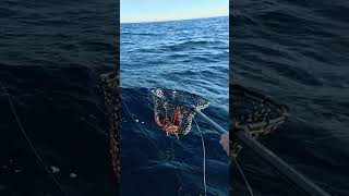 Big Arrow Squid Jigging Offshore