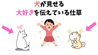 【犬好き必見！】犬が飼い主に見せる見逃しがちな「大好き」を伝えている仕草・行動【犬の雑学】【癒し】【聞き流し】