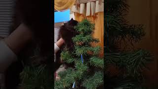 Просто хотів прикрасити ялинку...  😉🤫🤭 #christmastreedecorating #2023 #ялинка