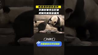 熊猫里钢铁直男武岗，见妹子不是打架就是干饭，武岗不喜欢妹子？（part2/3）#shorts   #冷知识 #panda