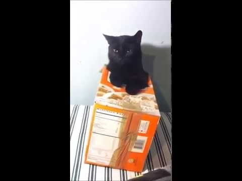 Adventures of Box Cat