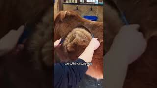 饲养员给马儿刮毛的过程，看着真的太解压了#科普 #知识 #冷知识