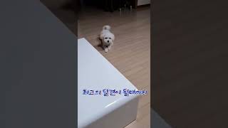 밤마다 공 던져 달라고 쫄라대는 강아지 🐶