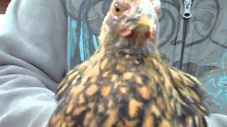The Chicken Dance