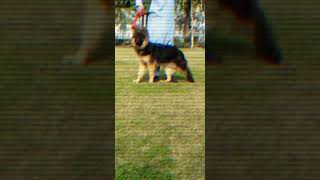 German Shepherd long curted mile 5 Month for sale  only Contact 0311 1992890 for whatsapp