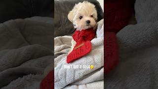If you WANT TO know A SECRET! #puppy #cute #cutedogs #beautiful #shorts #trending #viral #viralvideo