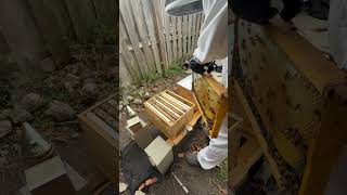 Bee Happy Bee Kind🐝🍯❤️ #beekeeping #honey #love #naturelovers#fypシ゚viral