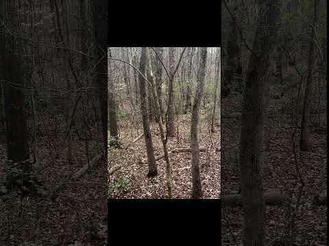 Pick your rifle season Whitetail spot ￼