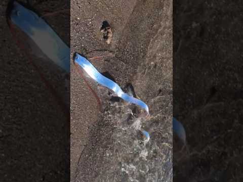 Deep sea mysteries we don't know yet | #shorts #deepsea #oarfish