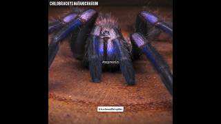 ⚡🕷This Spider Glows Like Electricity ||#sspravin#tamil