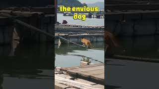 "Gato Comico cae al Agua, ¡Perro lo Asusta y Se Cae#Gato#Perro #ReacciónDeGato #Gato#Humor#Short