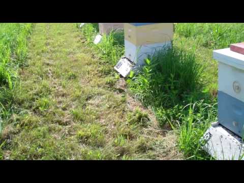 Busy Bees - Nectar Run in the Apiary