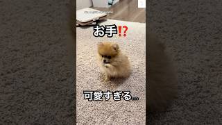 子犬の『お手』‼️可愛すぎる… #子犬　#ポメラニアン #ポメラニアンのいる生活 #かわいい #癒し　#犬
