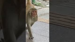 #shrinika #monkey #monkeyvideo #monkeysound #monkeysounds #monkeyshort #monkeyaction #monkeydluffy