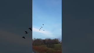 Geese fly past #geese #geeselive #nature #cute #birds #canada #shorts #short