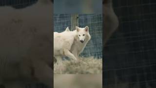 The RETURN of the Dire Wolf?!