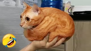 You laugh, you lose! 😂😆 Funniest dogs and cats of 2025 🐶🐈