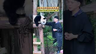 #大熊猫 #大熊猫奇三妹