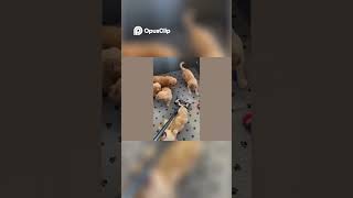 Hilarious Dog Training Fails #shorts