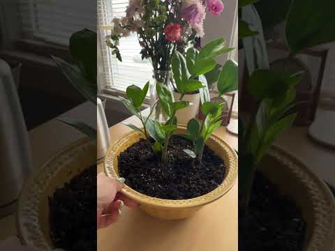 This is 2/3 from the new plants I got☺️#plantmom #trending #viral #plants #plantinspiration