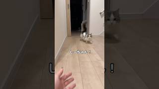 I went back to my parents' house for 2 nights and 3 days, and my cat's reaction when I got home #...