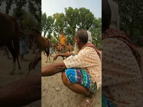 ইউটিউবারের জন্য বিভ্রান্তিতে আছে তুলসীপুর বাজারে ক্রেতারা বিক্রেতারা #ghora