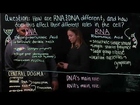 Compare RNA and DNA and Roles in Cells (BIOS 041)
