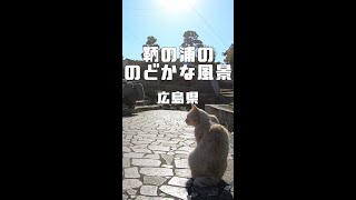 【ショート動画】鞆の浦ののどかな風景 平成いろは丸 弁天島 鞆の浦の猫（広島県福山市） #shorts